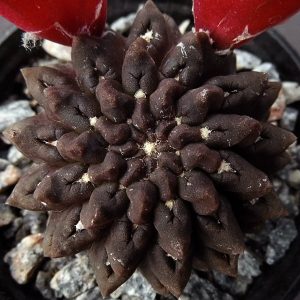 Thelocephala occulta RS 1958 -seeds-