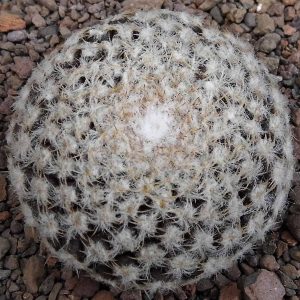 Thelocephala odieri ssp. krausii DD 330 -seeds-
