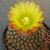 Thelocephala odieri ssp. krausii DD 330_