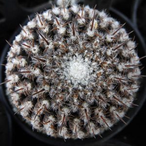 Thelocephala odieri ssp. monteamargensis DD 349  -seeds-