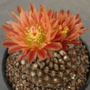 Thelocephala reichei -seeds-