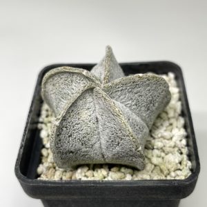 Astrophytum coahuilense
