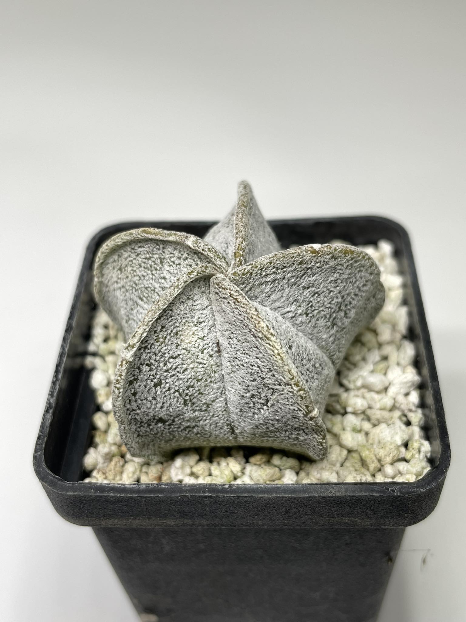Astrophytum coahuilense