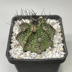 Astrophytum capor X as