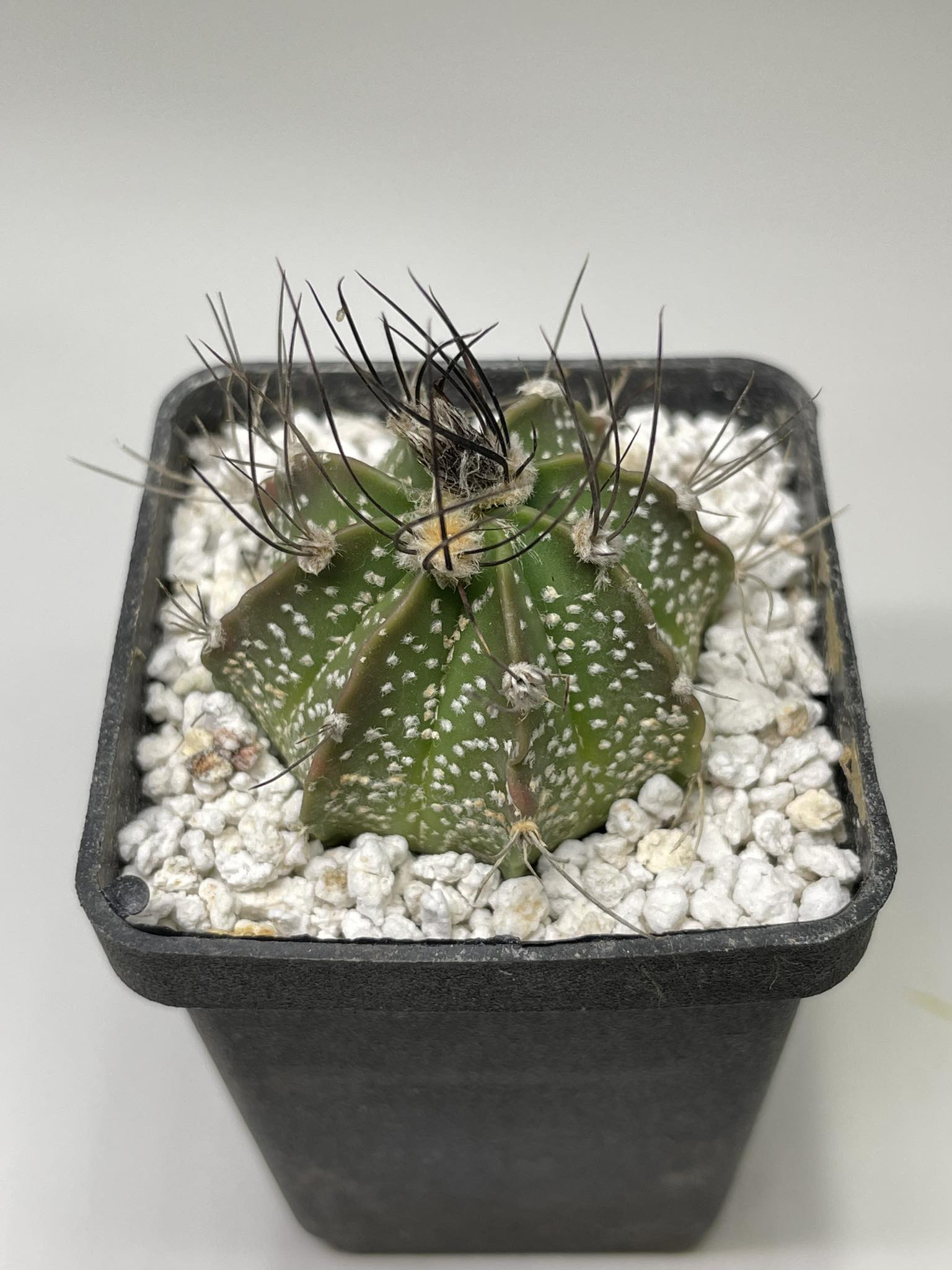 Astrophytum capor X as
