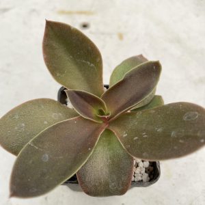Echeveria 'Brown Sugar'