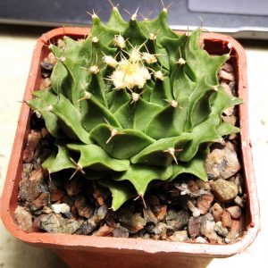 Obregonia denegrii -s