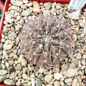 Gymnocalycium  triacanthum HV1301