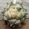 2035 Ariocarpus retusus LH