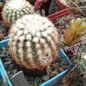 Echinocereus carmenensis SB1476 -seeds-семена-