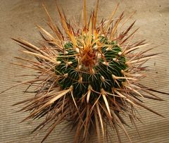 EFC lloydii -yellow spines-
