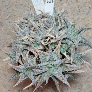 627 Aloe descoingsii v.augustina MG весь горшик вік 8 років