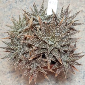 632 Aloe descoingsii x haworthioides весь горшик