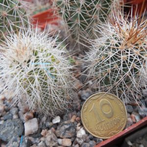 Echinocereus engelmanii - v. fasciculatus RP 124 - Sedona, Az. - MG -