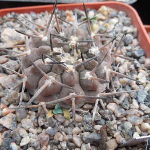 Gymnocalycium piltziorum P 38 - Piltz -