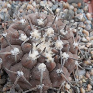 Gymnocalycium piltziorum P 38 - Piltz -