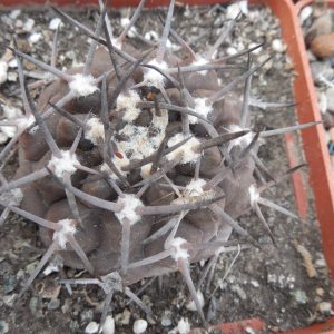 Gymnocalycium piltziorum P 38 - Piltz -