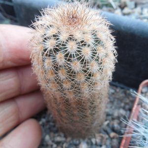 Echinocereus reichenbachii L 1394 - Llera Tam.  MG
