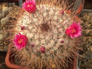 Mammillaria lingsayi v. rubriflora -seeds-семена-