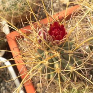 Glandulicactus wrightii -yellow spines-seeds-семена-