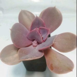 Echeveria " Trumpet Premium"