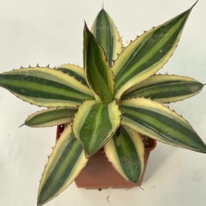 Agave lophantha 'quadricolor'