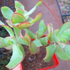 crassula blue bird