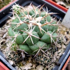 coryphantha andreae