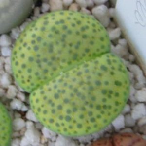 lithops fulviceps aurea