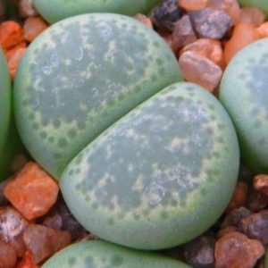lithops terricolor green zandpoort