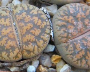 lithops lesliei classic