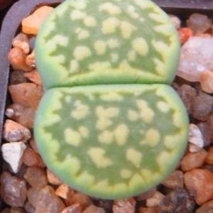 lithops salicola malachite