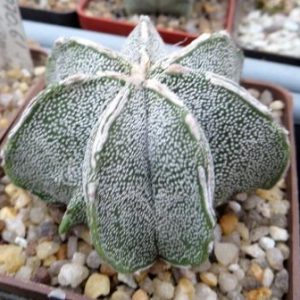 astrophytum myriostigma multicostatum7 rebs