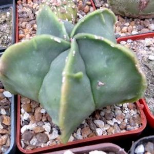 astrophytum fukuryu