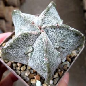 astrophytum fukuryu haku jo