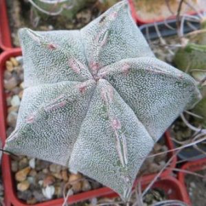 astrophytum myriostigma Tay