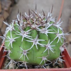 acanthocalycium peitscherianum