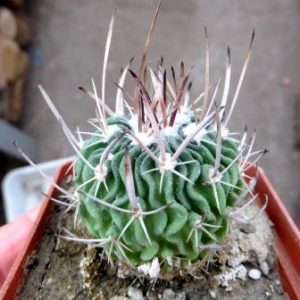 echinofossulocactus crispatus
