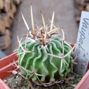 echinofossulocactus valparaiso