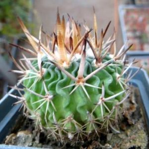 chinofossulocactus lamellosus