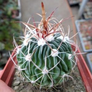 echinofossulocactus crispatus