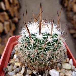 echinofossulocactus zacatecasensis