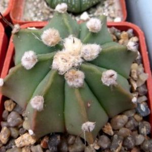 astrophytum multihybrid