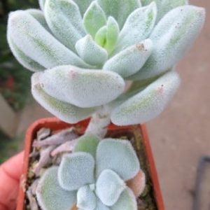 echeveria frosty