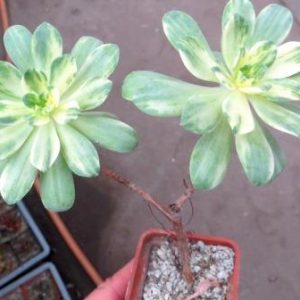 aeonium castello paivae variegata