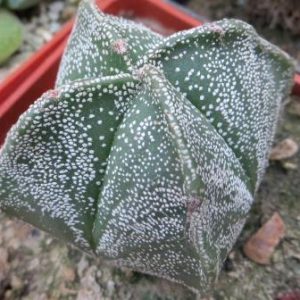 astrophytum myriostigma Tay hybrid