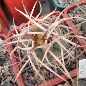 Gymnocalycium cardenasianum v. longispinum -seeds-семена-