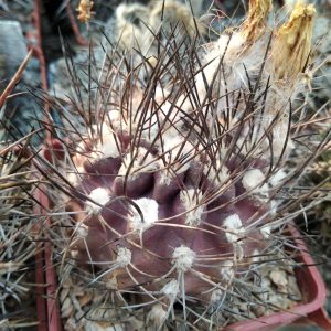 Pyrrhocactus andreanus L439 -seeds-семена-