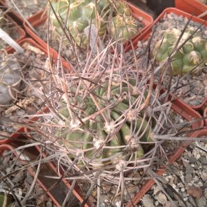 Lobivia ferox DJF444 -Tres Cruces-seeds-семена-