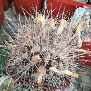 Neoporteria odoriflora FK4-77 -seeds-семена-